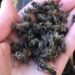 202596 In The Urals, The Company Of The Deputy, Guilty Of The Death Of Several Million Bees, Was Fined 3 Million Rubles
