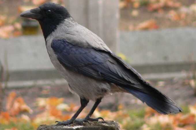 A Moscow resident reported a crow hunter to the police A Moscow resident reported a “crow hunter” to the police